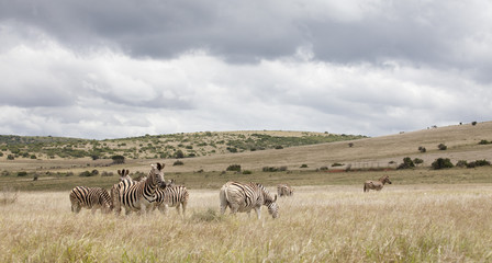 Fototapeta na wymiar Steppenzebras im Umfolozi Nationalpark, Südafrika
