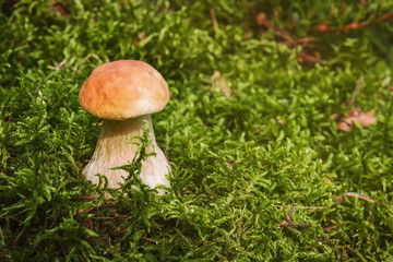 Edible mushroom boletus on forest moss with copy space