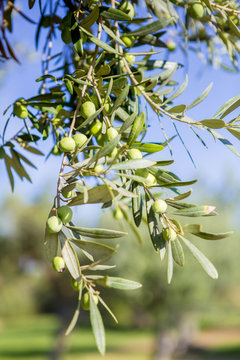 Olives de Sicile