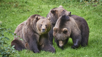 Obraz na płótnie Canvas Braunbärenfamilie auf einer Wiese