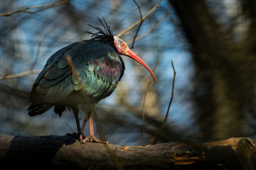 Northern bald ibis