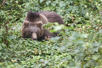 Braunbär versteckt sich