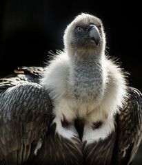Big bird Griffon vulture