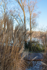 Weeds by the lake in winter