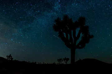  Stars Over Silhouette of Joshua Tree © kellyvandellen