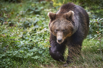 Braunbär läuft am Kamera zu