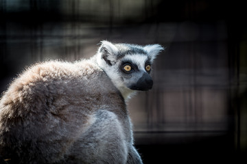 Ring tailed lemur