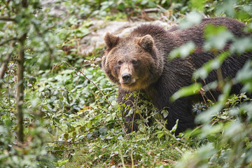 Braunbär blickt in die Kamera