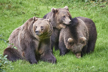 Braunbärenfamilie auf einer Wiese
