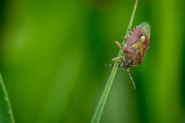 hairy sloe shield bug