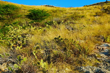 forest, cacti, landscape, mountain, sky, nature, 