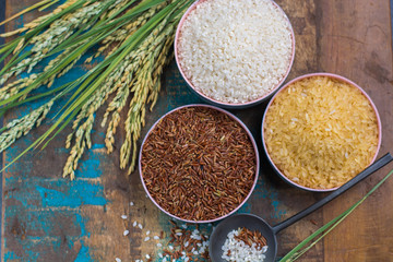 Green rice ears from Camargue rice fields in France and valiety of dried rice in bowls