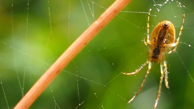 The spider hangs on a delicate cobweb in a Sunny summer forest. Insect predator - a symbol of tenacity and netting. Arthropod a large spider waits for prey. 