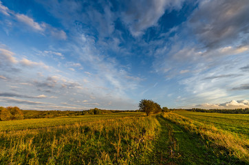 Fototapeta premium Sunset in summer, green grass and sky with clouds