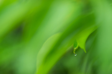 water drop on leaf