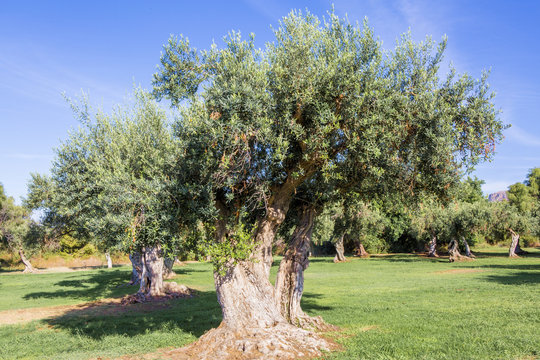 Olives de Sicile