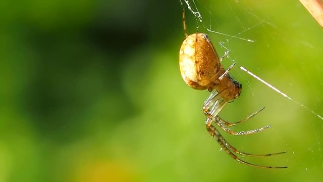 Spider hanging on a web in a Sunny summer forest. Insect predator - a symbol of tenacity and netting. Arthropod a large spider waits for prey. 