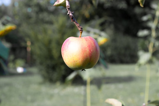 Apfel am stiel