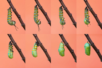 Obraz premium Przepoczwarczenie motyla monarchy, metamorfoza od gąsienicy do poczwarki.
