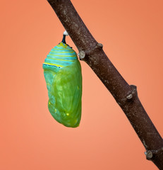 Obraz premium Świeżo uformowana poczwarka lub poczwarka Monarch przyczepiona do gałęzi mlecznej