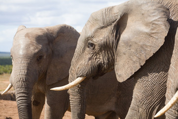 afrikanische Elefanten in freier Wildbahn