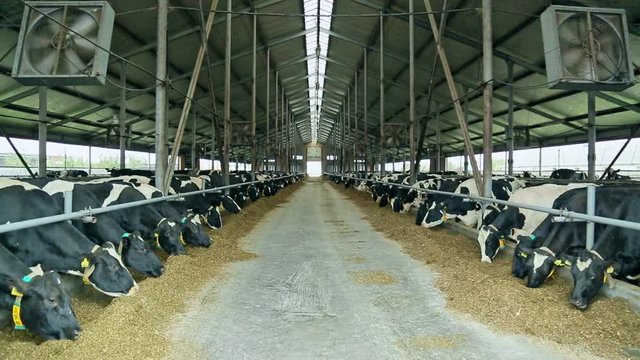 Cows eating hay in barn. Modern dairy farm. Animals on dairy farm. Cattle in modern dairy farm. Dairy cows eating hay in barn. Cows breeding at farm. Agriculture industry