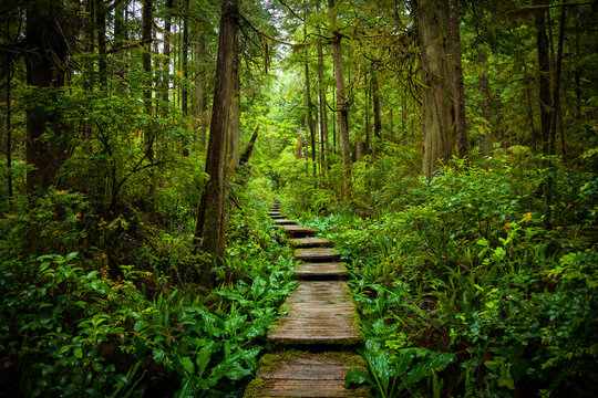 Scenic Trail Through the Forest - Powered by Adobe