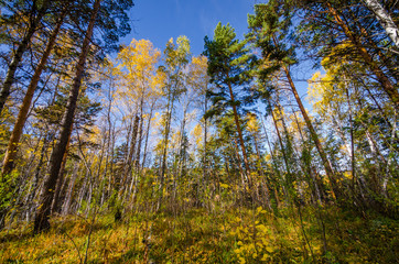 Fototapeta premium Wild nature in the summer. Forest with trees