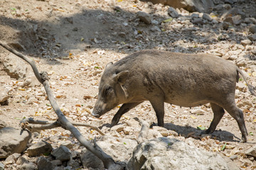 Image of boar on natural background. Wild Animals.