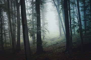 Obraz premium leśna ścieżka we mgle, tło tajemniczej atmosfery