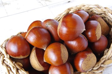 栗の実　秋の味覚