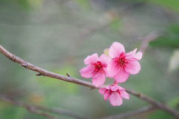 Pink flowers on the branches