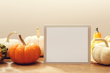 Autumn theme pumpkins on a rustic wooden background