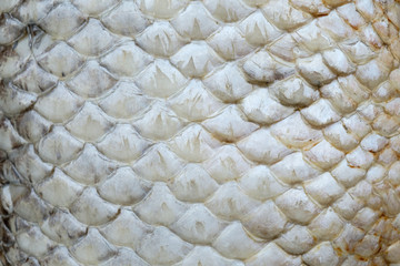 Dry fish skin / scale in closeup detail. Reptile scale texture / pattern in silver color, selective focus on middle, for background use