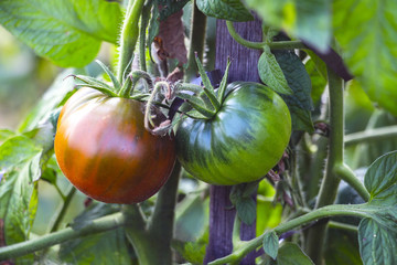 Ripe and unripe tomatoes grow side by side on a branch