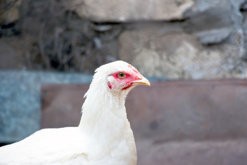 Portrait of a young white chicken on a natural background