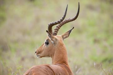 Impalas in freier Wildbahn in Südafrika