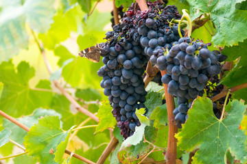 Ripe red wine grape ready to harvest