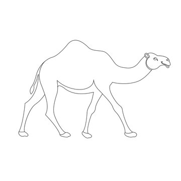 camel vector illustration  profile