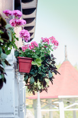 Flowers of pink geranium or pelargonium