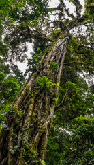 Old tree in Monteverde Cloud Forest Reserve view