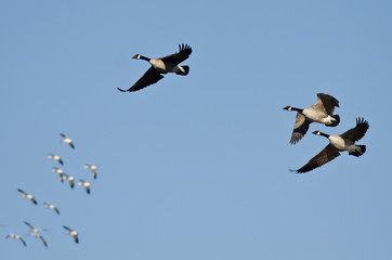 Three Canada Geese Flying with the Snow Geese in a Blue SKy