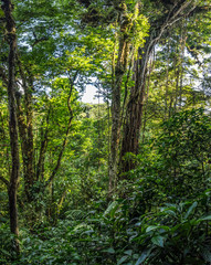 Old tree in Monteverde Cloud Forest Reserve view