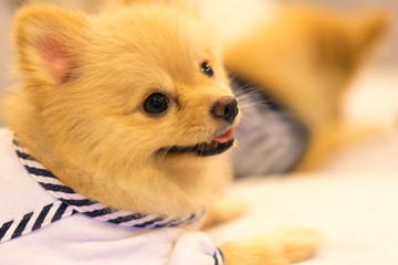 Cute pomeranian dog wearing sailor shirt, smiling on the sofa