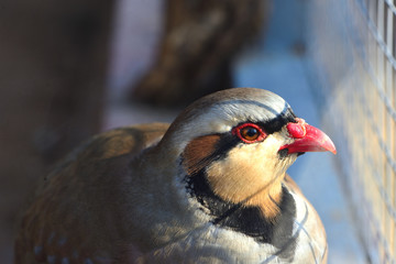 Red-legged partridge behind bars