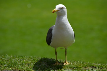 Gull, seagull, seabird