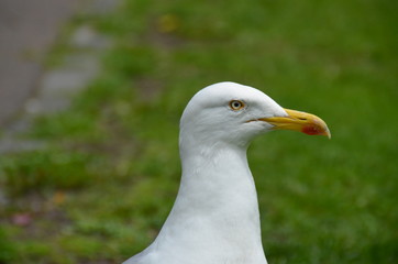 Gull, seagull, seabird