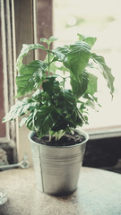 flower with green leaves in a pot on the table