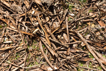 Wooden texture