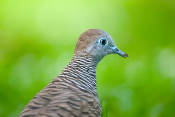 Dove with green background